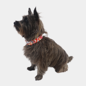 Daisy by Shelby: "Molly" Dog Collar